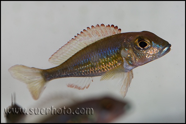 Callochromis pleurospilus